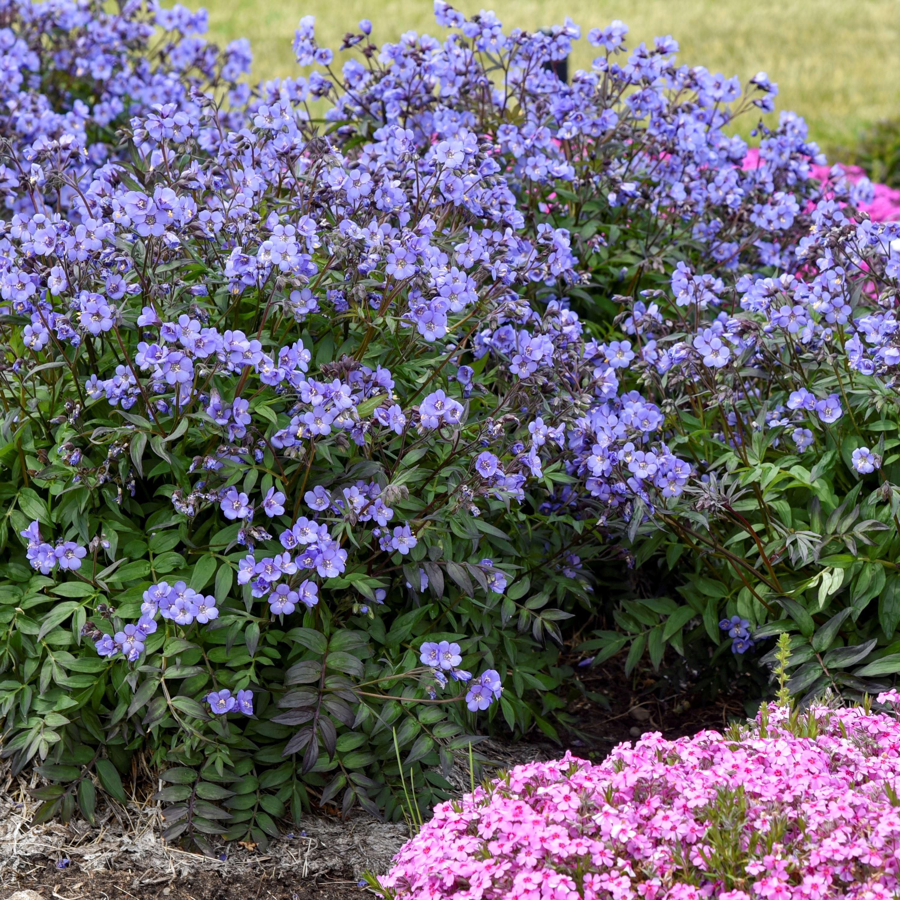 クリープ/ヘブンセント Polemonium Heaven Scent 20/20 Plug PW - Griffin Greenhouse Supplies