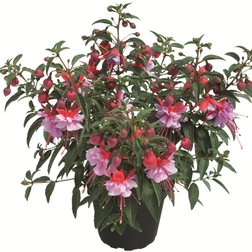 Fuchsia Stand-Up Pink Lavender 104/100 URC - Griffin Greenhouse