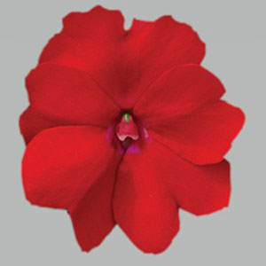 Welby Gardens Rooted New Guinea Impatiens - Griffin Greenhouse Supplies