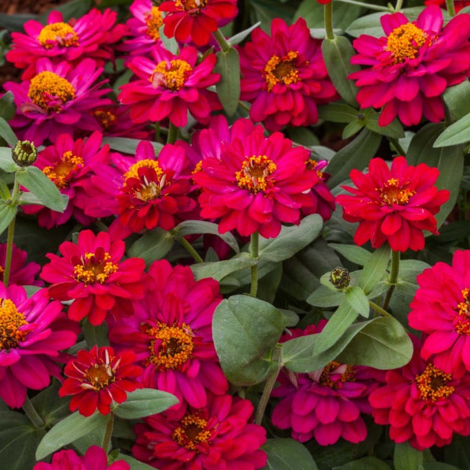 Preciosa Mix Zinnia Seeds - Annual Flower Seeds