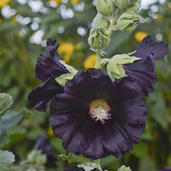 Alcea Blacknight 30/30 Plug - Griffin Greenhouse Supplies
