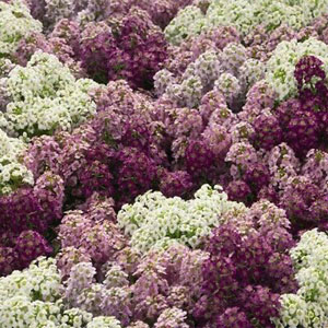 Alyssum Seed - Griffin Greenhouse Supplies