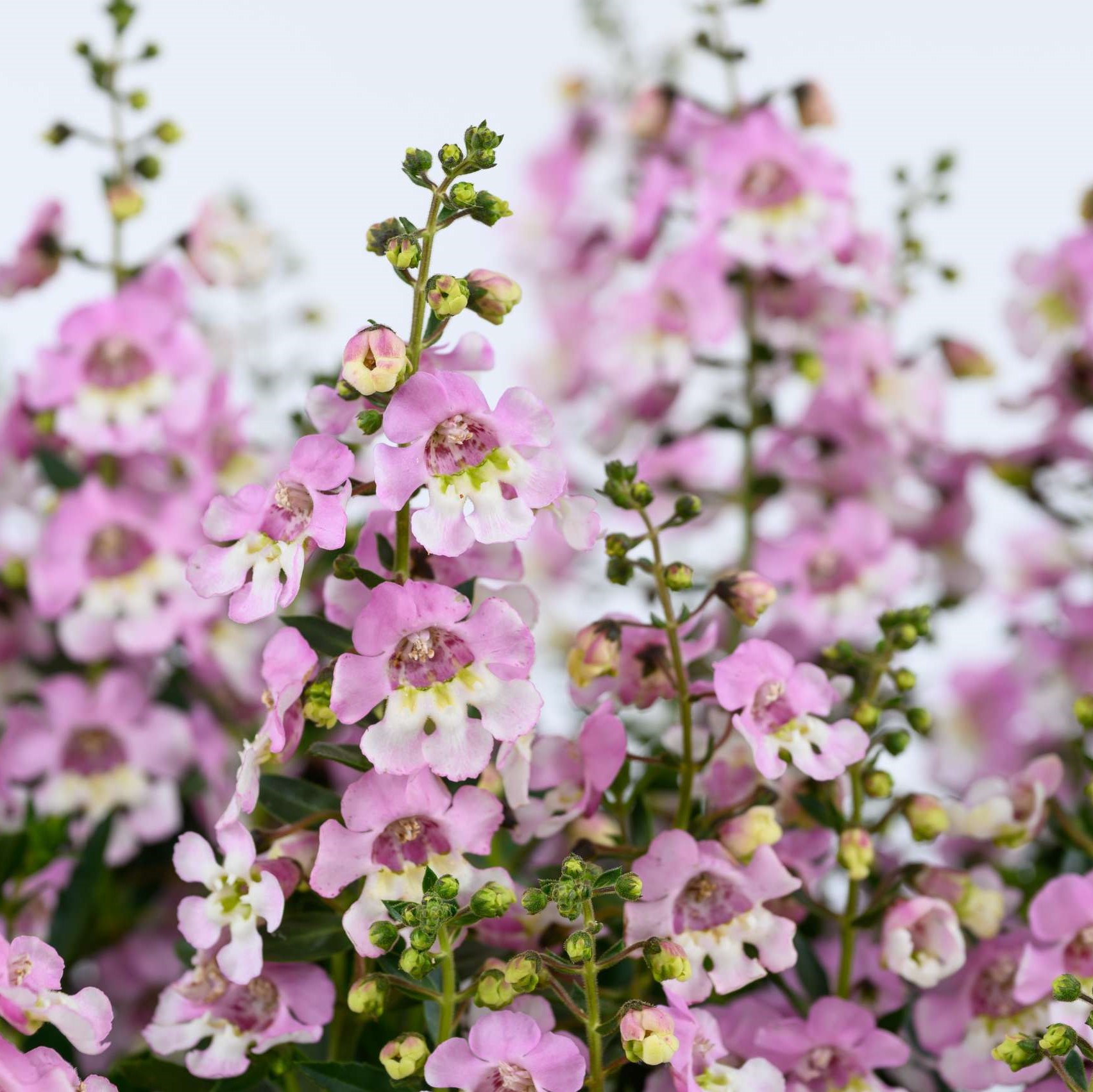 Angelonia Alonia Big Bicolor Pink Improved 102/100 Tray - Griffin ...