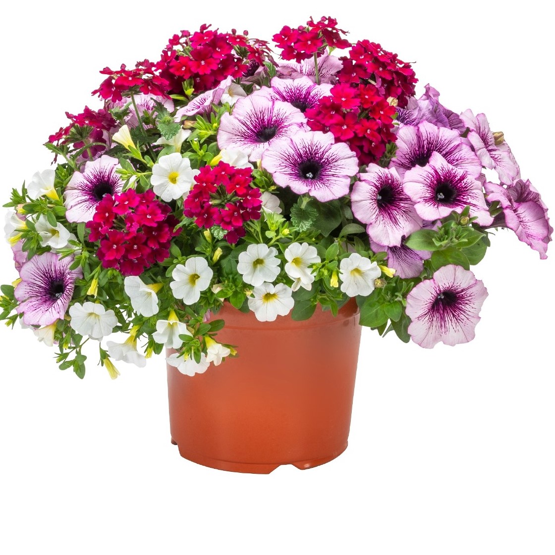 Confetti Garden Trio Mix Raspberry Tarte 104/100 URC El Salvador