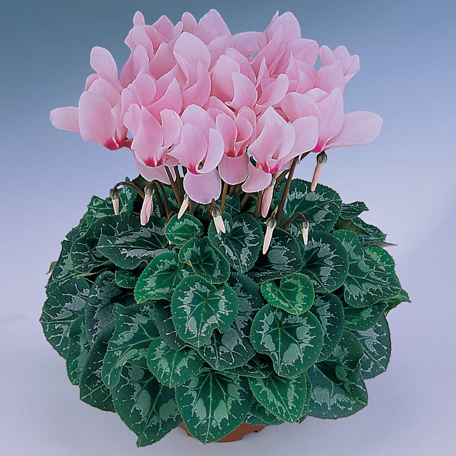 You Searched For cyclamen Griffin Greenhouse Supplies You Searched For cyclamen Griffin Greenhouse Supplies