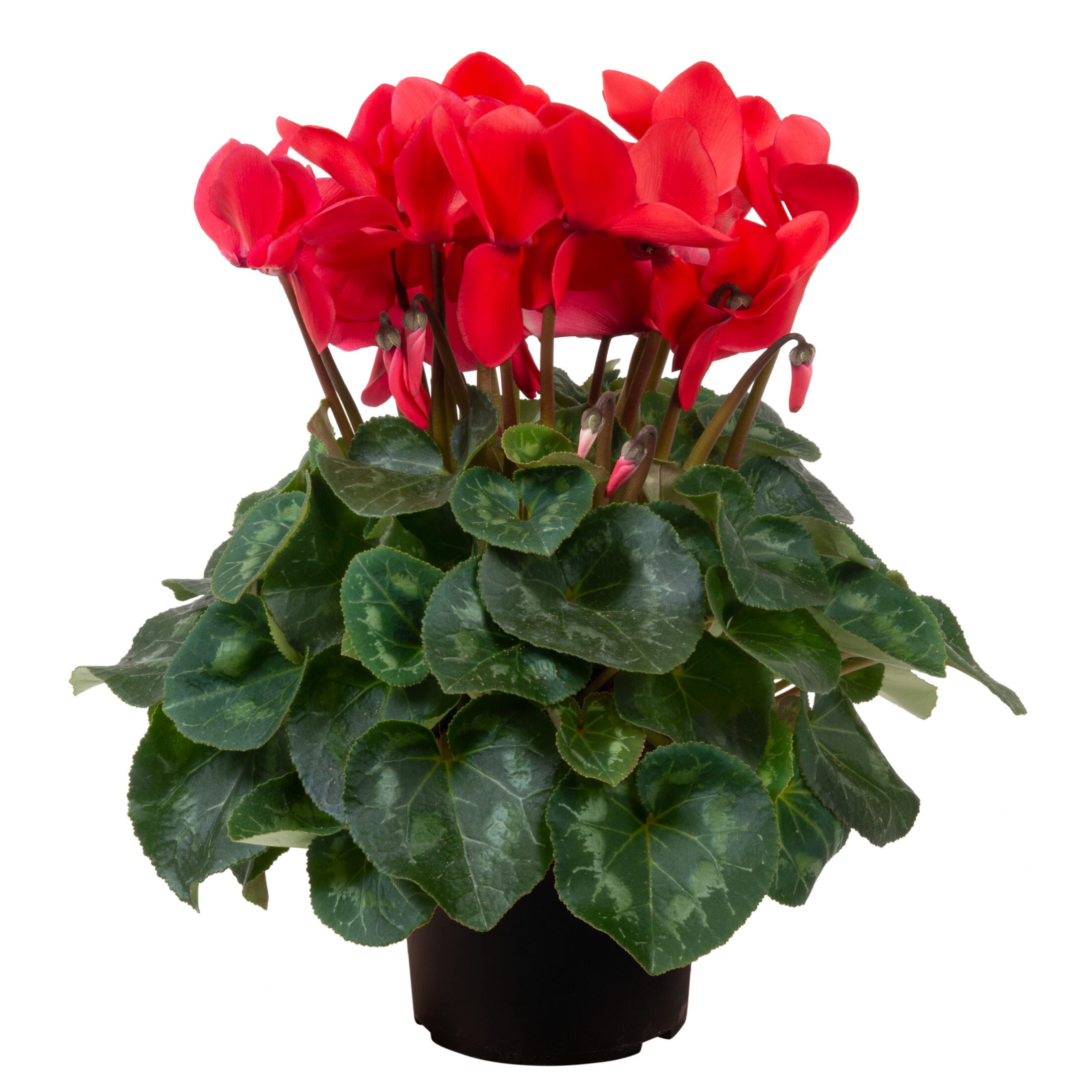 cyclamen-seed-griffin-greenhouse-supplies