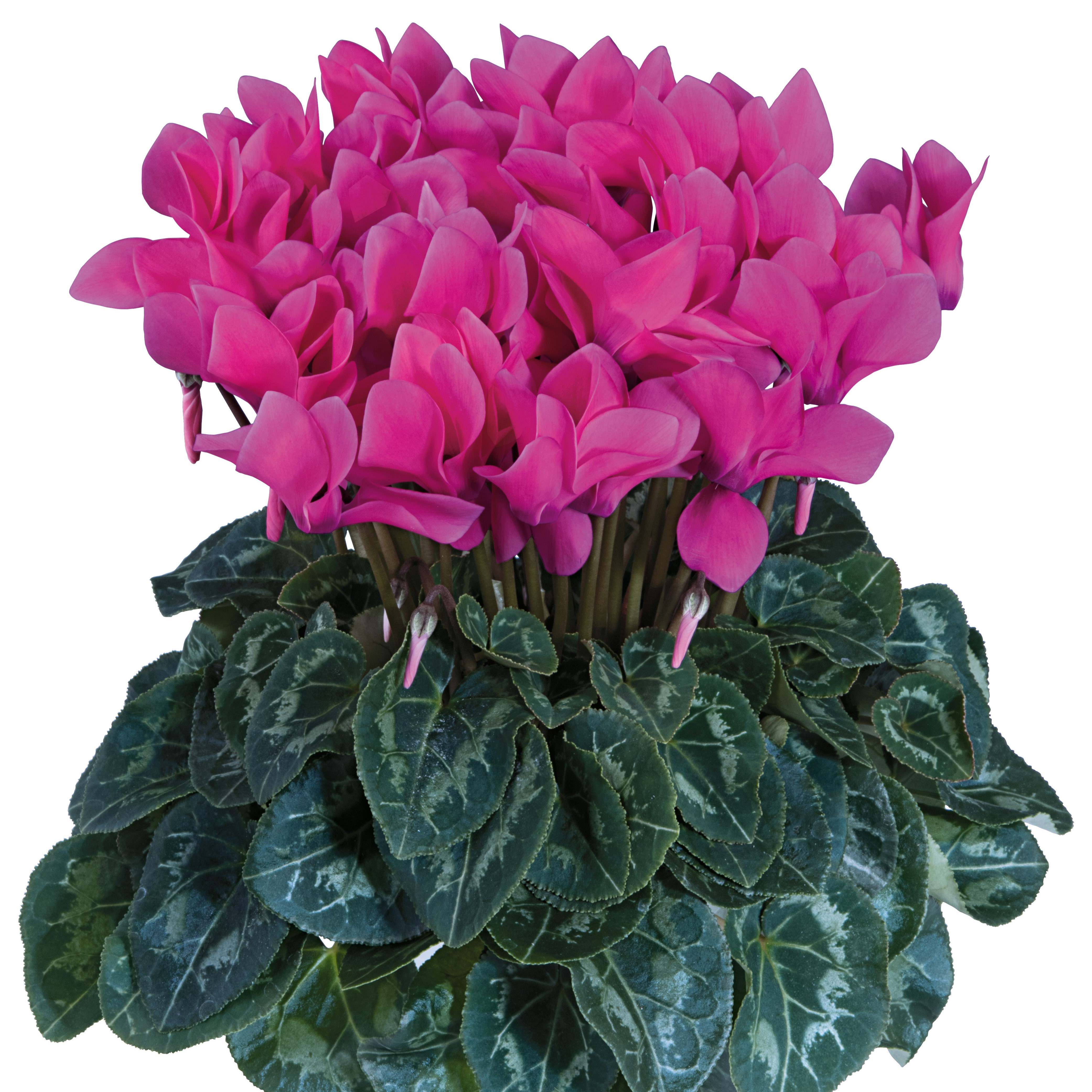 You Searched For cyclamen Griffin Greenhouse Supplies You Searched For cyclamen Griffin Greenhouse Supplies