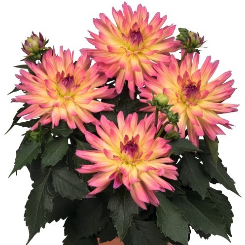 Dahlia MegaBoom Passion Fruit 102/100 URC AutoStix Guatemala - Griffin ...