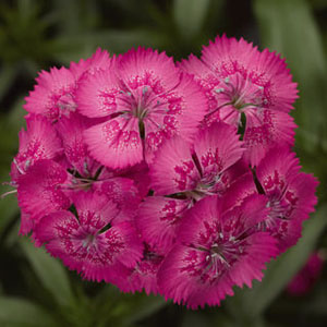 Dianthus Rescue Rovers Dianthus Seed - Griffin Greenhouse Supplies