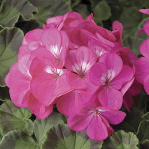 Pinot Geranium Geranium Seed - Griffin Greenhouse Supplies