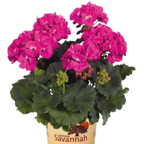 Dujmen Dummen Orange Geraniums Unrooted - Griffin Greenhouse Supplies