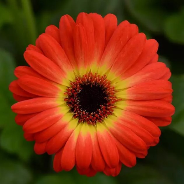 Gerbera Seed - Griffin Greenhouse Supplies