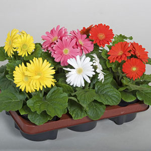 Gerbera Seed - Griffin Greenhouse Supplies