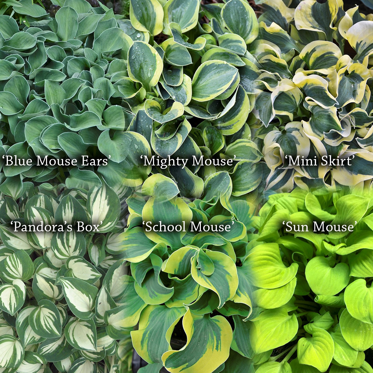 Mini Mix Hosta Hosta Mini Mix 72/72 Plug - Griffin Greenhouse Supplies