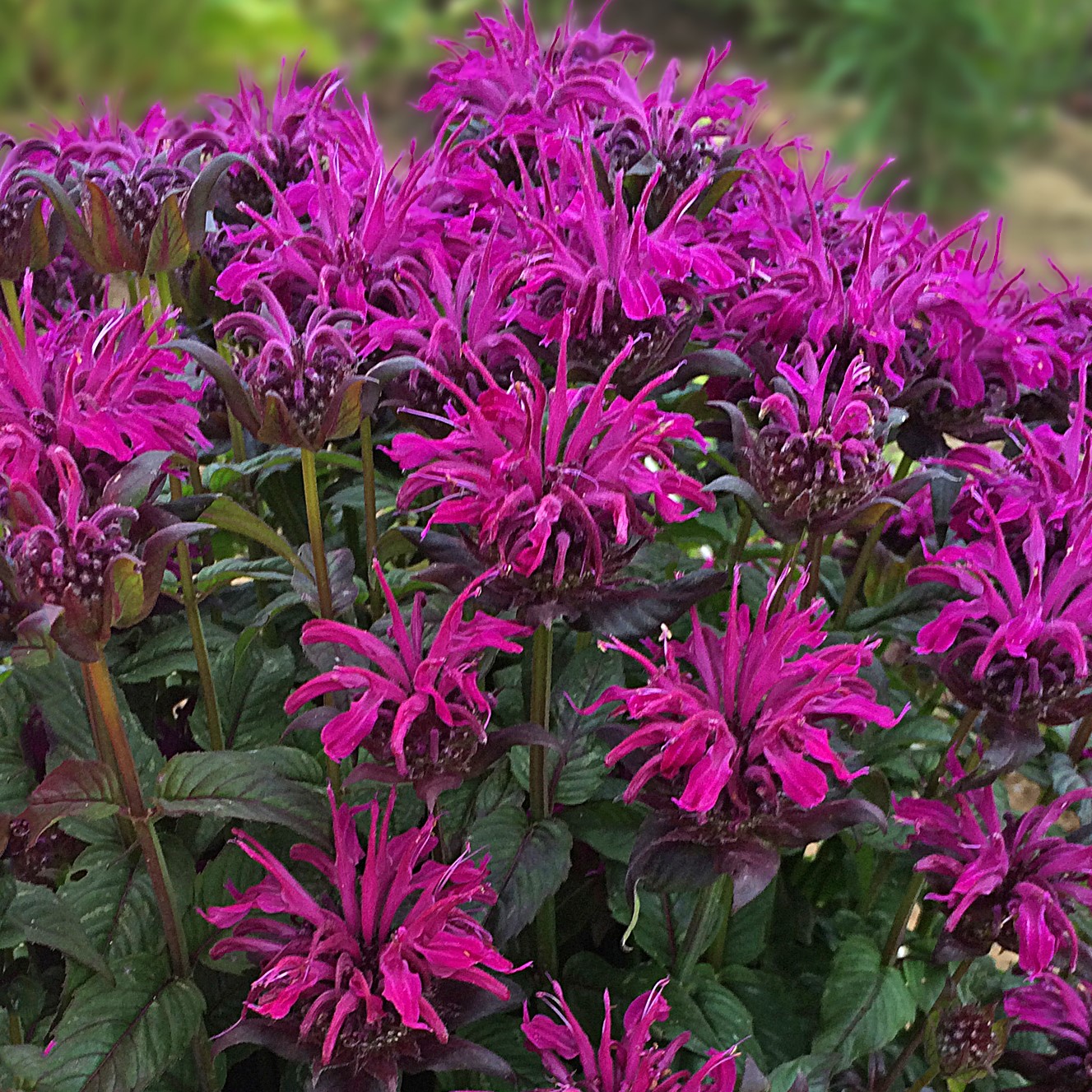 Monarda Sugar Buzz Rockin' Raspberry 102/100 URC AutoStix - Griffin ...