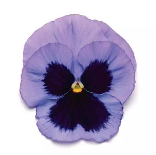 Pansy Matrix Ocean 288/280 Tray Griffin Greenhouse Supplies