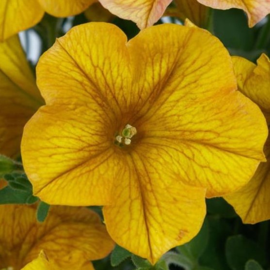 Petunia SuperCal Premium Yellow Sun 102/100 Tray - Griffin Greenhouse ...
