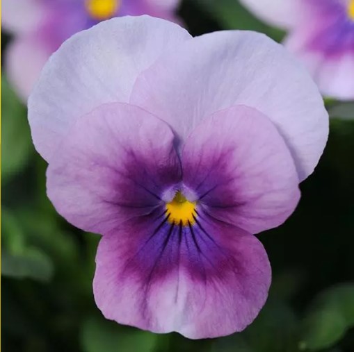 Viola Sorbet Orchid Rose Beacon (005000) (5K) PRIME - Griffin ...