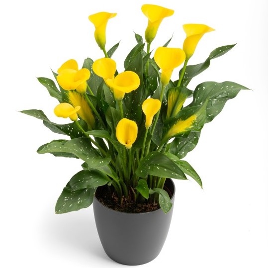 Calla Gold Label 200/200 18-20 CM - Griffin Greenhouse Supplies
