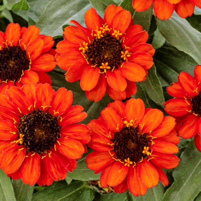 Zinnia Seed Griffin Greenhouse Supplies