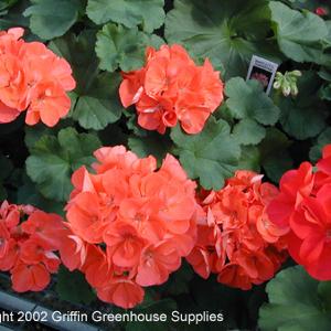 Griffin Greenhouse Supplies