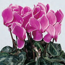 Chiffon Sheer Ribbon #3 Hot Pink / Shocking Pink x 100 Yards - Potomac  Floral Wholesale